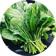 Green Lettuce